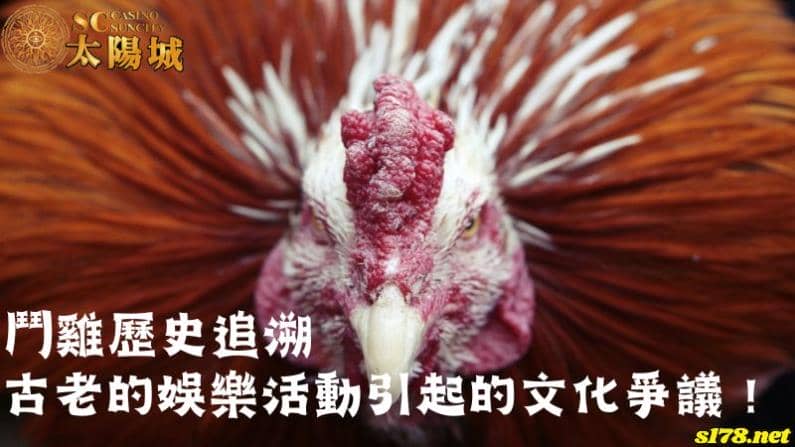 鬥雞歷史追溯|古老的娛樂活動引起的文化爭議!