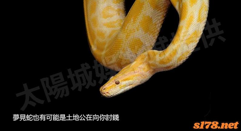 夢見蛇也有可能是土地公在向你討錢