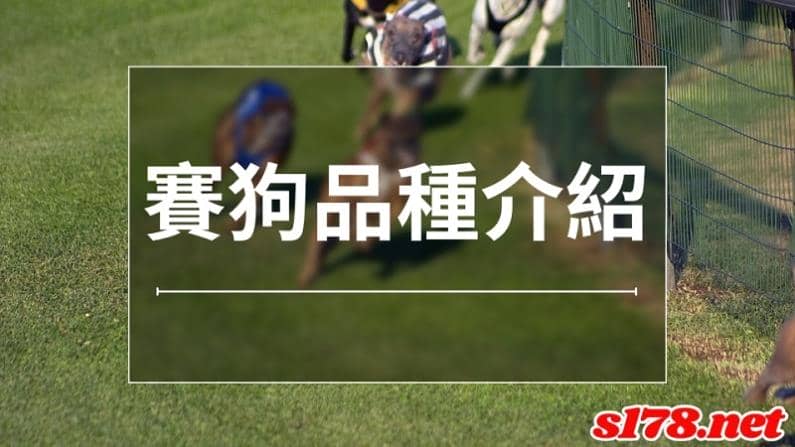 賽狗品種