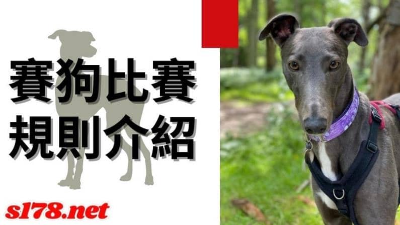 賽狗比賽