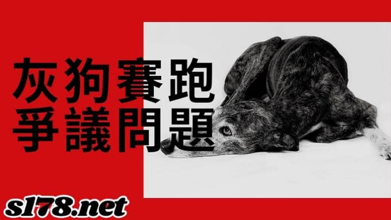 灰狗賽跑